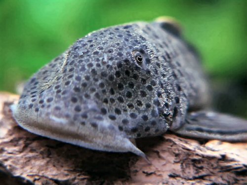 Chaetostoma cf. milesi = close up of head