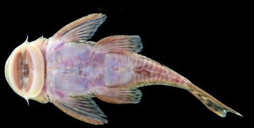 Chaetostoma branickii = ventral view