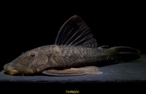 Chaetostoma brevilabiatum = female