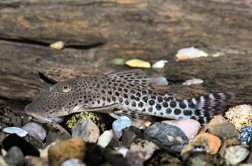 Chaetostoma cf. milesi