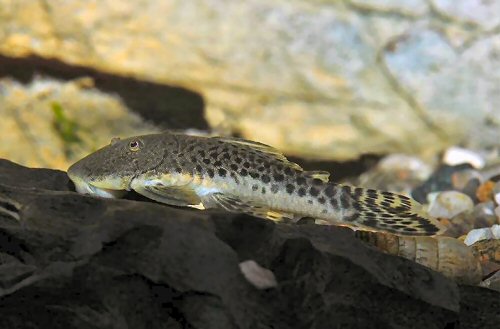 Chaetostoma cf. milesi