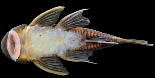 Chaetostoma dermorhynchum = ventral view