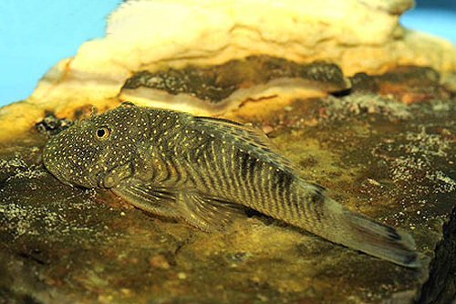 Chaetostoma dorsale