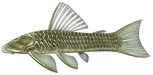 Chaetostoma fischeri = colour plate