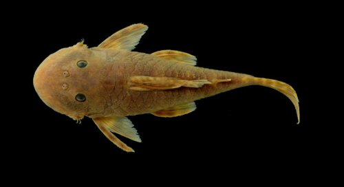 Chaetostoma fischer = Dorsal view-Río La Vieja, Maravelez,Tebaida Quindio, Colombia (alto Cauca) i