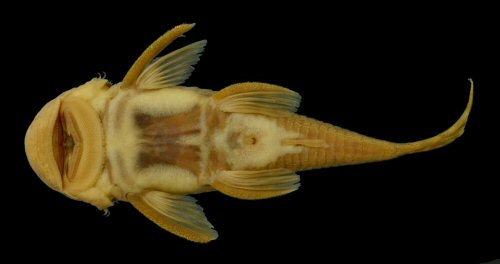 Chaetostoma fischer = Ventral view-Río La Vieja, Maravelez,Tebaida Quindio, Colombia (alto Cauca) i