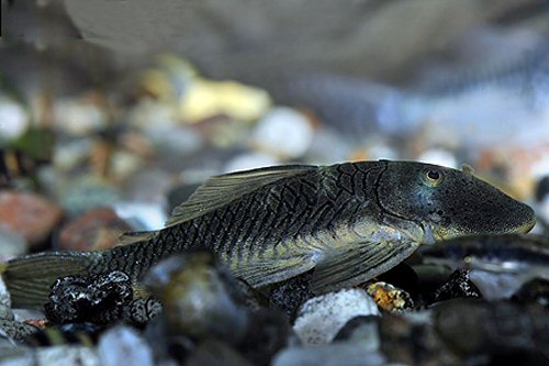 Chaetostoma formosae 