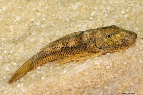 Chaetostoma formosae