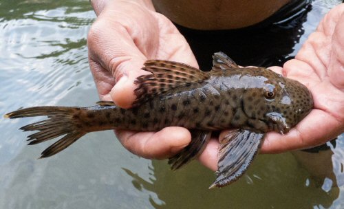 Chaetostoma joropo = San Luís de Gaceno, Boyacá, Colombia