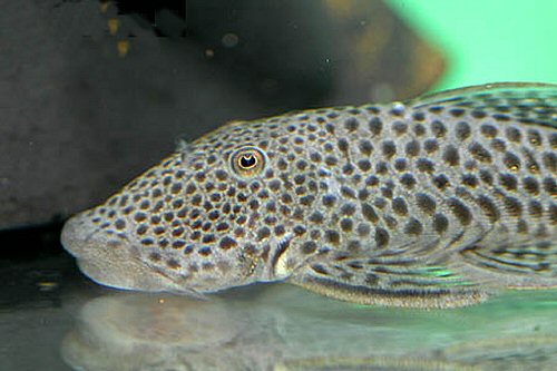 Chaetostoma milesi  = head view