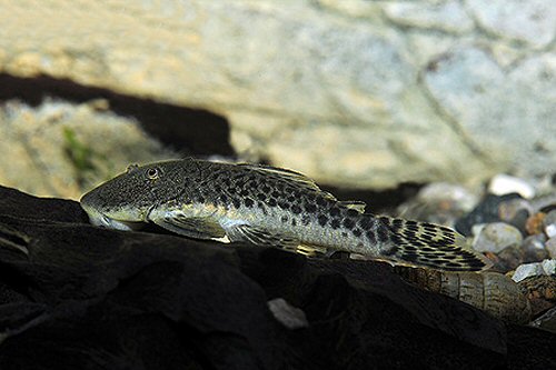 Chaetostoma milesi 