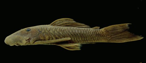 Chaetostoma orientale = Holotype, MCP 54585, male, 132.4 mm SL. Brazil, Para´, Monte Alegre, Maicuru River. 