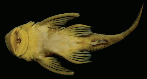 Chaetostoma orientale = Ventral view-Holotype, MCP 54585, male, 132.4 mm SL. Brazil, Para´, Monte Alegre, Maicuru River. 