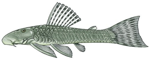 Chaetostoma patiae = colour plate