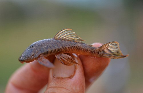 Chaetostoma platyrhynchus