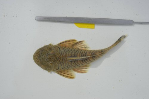 Chaetostoma sovichthys = dorsal view