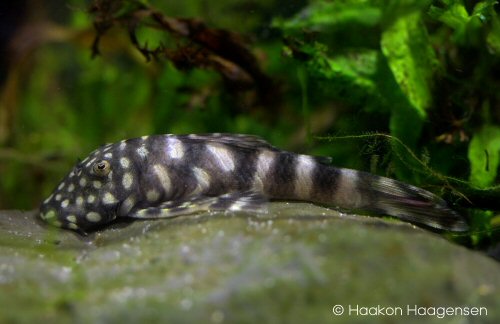 Chaetostoma sacramento