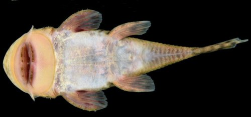 Chaetostoma spondylus - ventral view