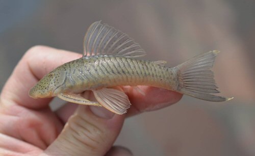 Chaetostoma tachiraense