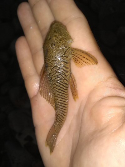 Chaetostoma thomsoni = El Carmen de Chucurí, CO-ST, Colombia 