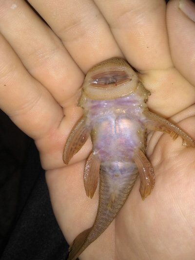 Chaetostoma thomsoni = Ventral view-El Carmen de Chucurí, CO-ST, Colombia 