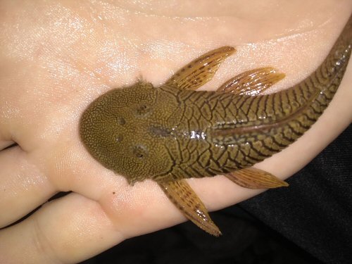 Chaetostoma thomsoni = Dorsal view-El Carmen de Chucurí, CO-ST, Colombia 