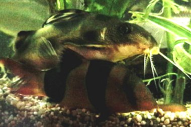 Clown Catfish & Clown Loach