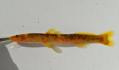 Chasmocranus longior - Stress induced colouration