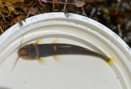 Chasmocranus longior - dorsal view