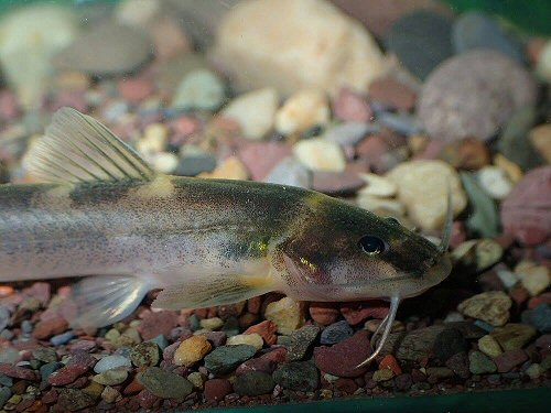 Chasmocranus quadrizonatus = head view