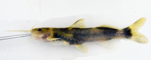 Chasmocranus quadrizonatus