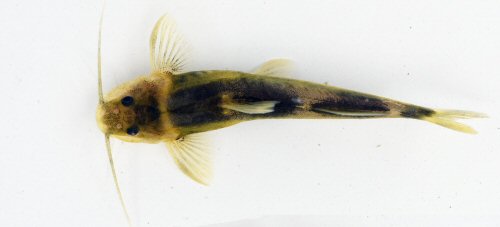 Chasmocranus quadrizonatus - dorsal view