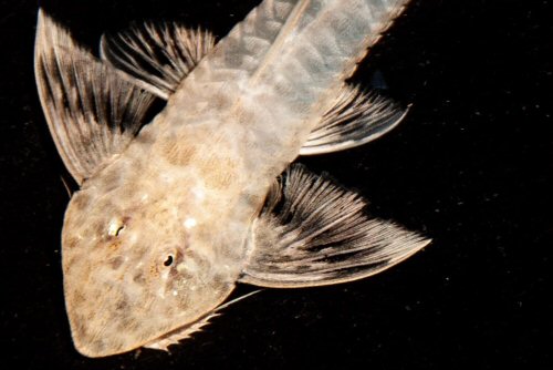 Cheilonimata papillosa = dorsal head view