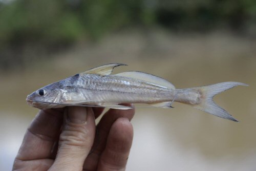 Cheirocerus abuelo