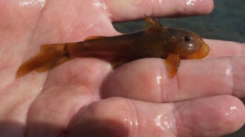 Chiloglanis anoterus = Male-S3, Kruger National Park, in Sabie River, KNP