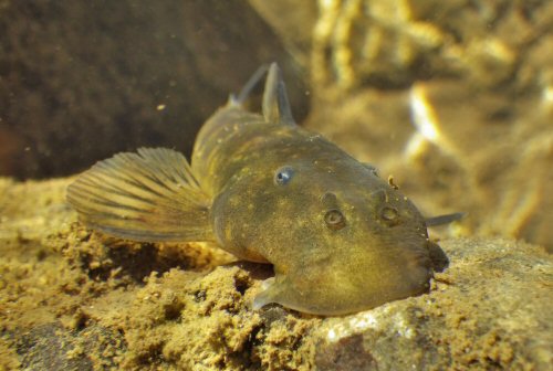 Chiloglanis anoterus = Head view-from the Phongolo River system