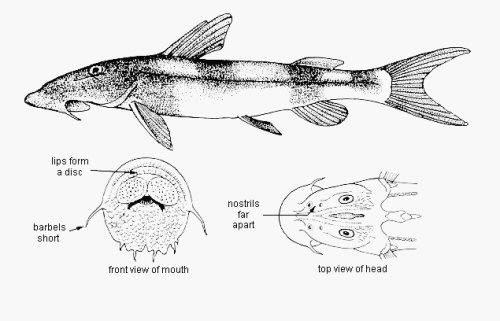 Chiloglanis brevibarbis = Tanzania