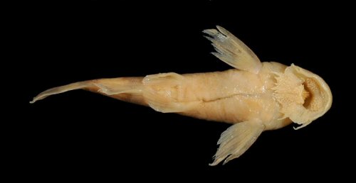 Chiloglanis cameronensis = ventral view