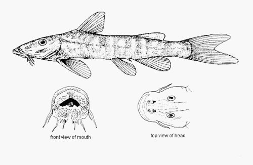 Chiloglanis deckenii = line drawing-Tanzania