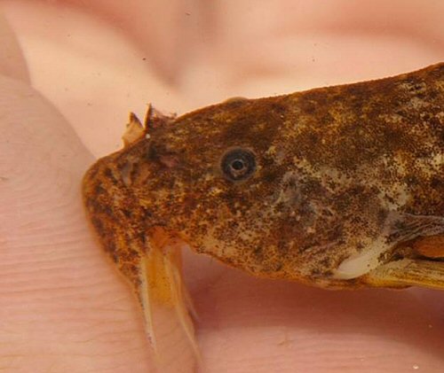 Chiloglanis macropterus = head view