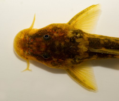 Chiloglanis paratus = Dorsal head view-Limpopo River, South Africa (with branched barbel)