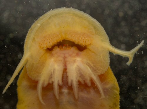 Chiloglanis paratus = Mouth view-Limpopo River, South Africa (with branched barbel)