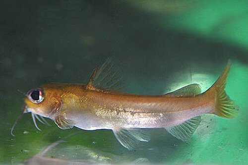 Chrysichthys auratus