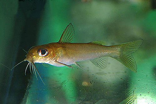 Chrysichthys auratus