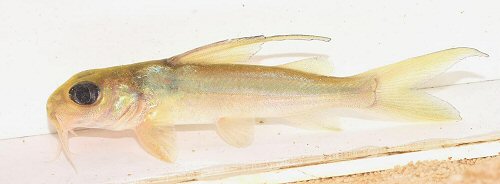 Chrysichthys auratus