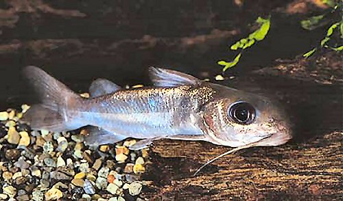 Chrysichthys brachynema 