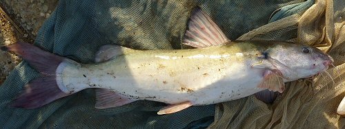 Chrysichthys brevibarbis = Beach Lindi fish market, Kisangani, Orientale, D.R. Congo.