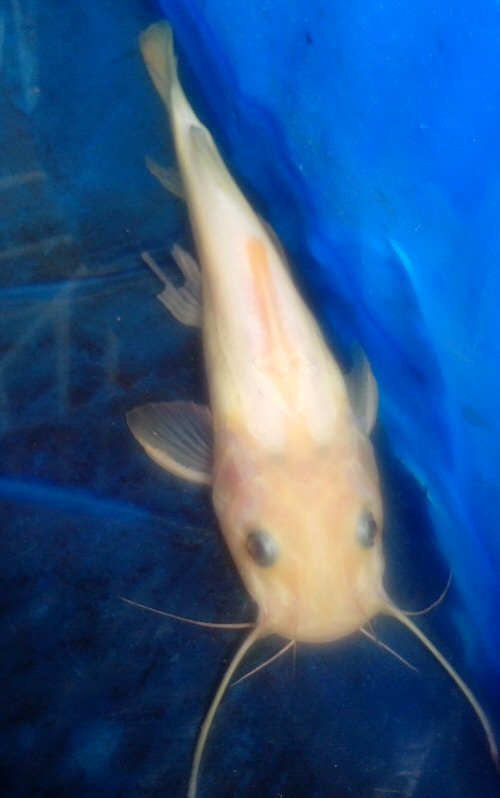 Chrysichthys cranchii  = albino form