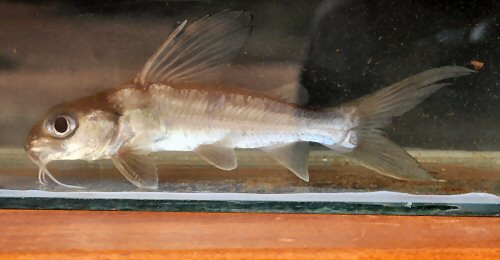 Chrysichthys nigrodigitatus