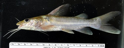 Chrysichthys nigrodigitatus